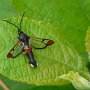 red tipped clear-wing